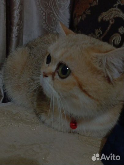 Кошка золотая шиншилла