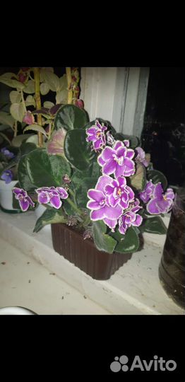 Фиалка сортовая