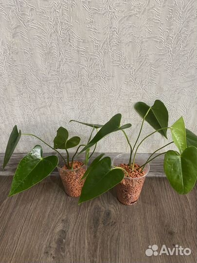 Антуриум Арион