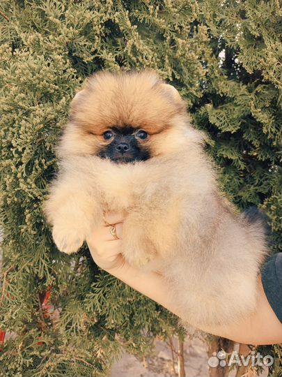 Супер мишки