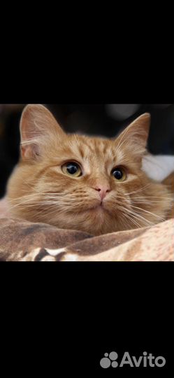 В добрые руки