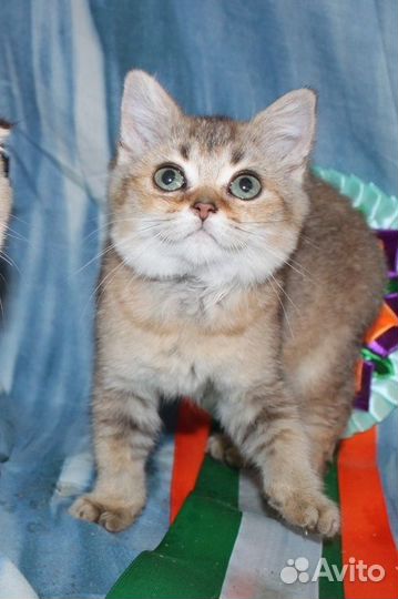 Шотландские золотые котята