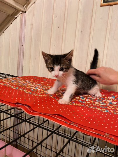 Чудесный ласковый малыш котёнок мальчик 2,5 м