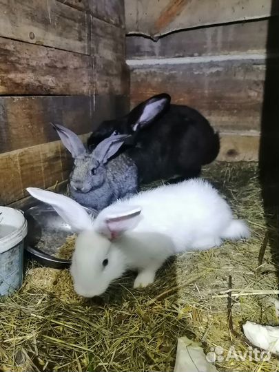 Продаю кроликов
