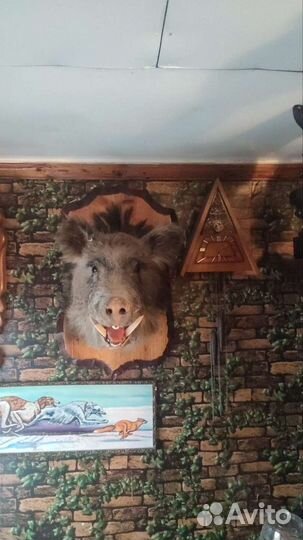 Чучело головы кабана