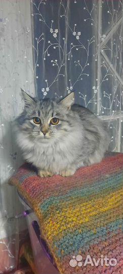Пушистая кошечка 5 мес