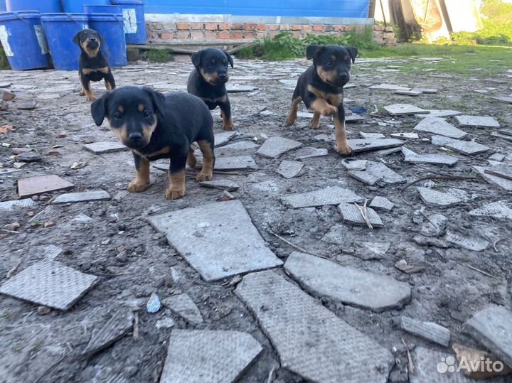 Щенок ягдтерьера