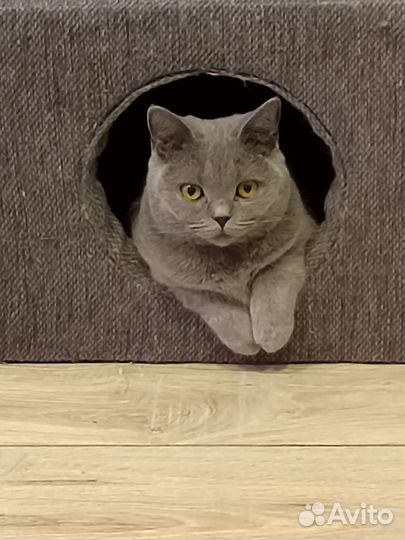 Шотландские