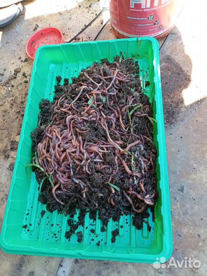 Продажа червей