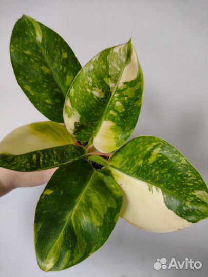 Филодендрон Конго Грин Марбл вар