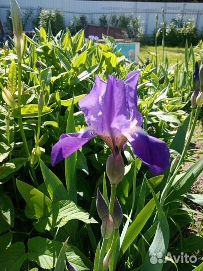 Ирис