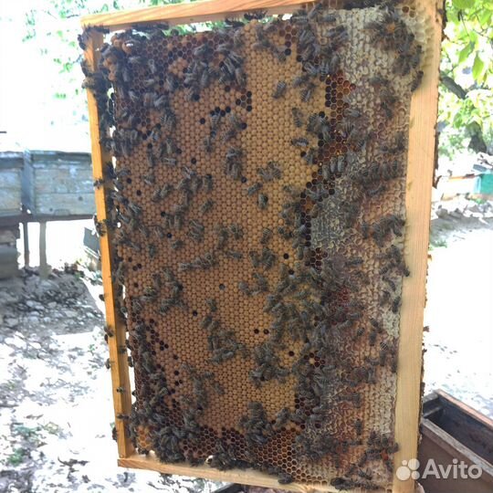 Пчелы карпатка