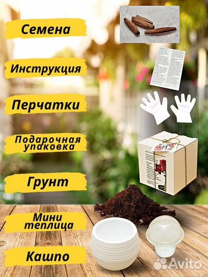 Комнатные цветы адениум