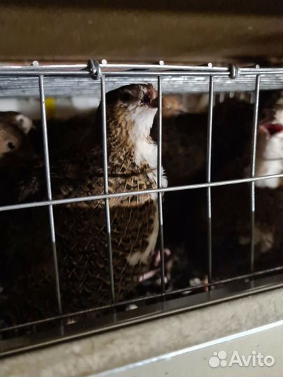 Инкубационное яйцо перепелов Селадон