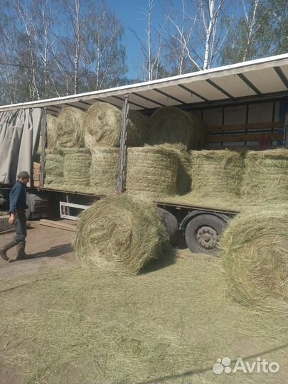 Сено в рулонах оптом