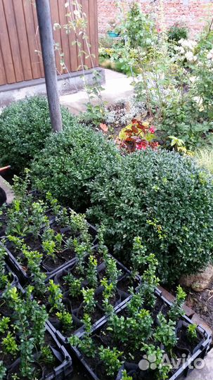 Саженцы самшита