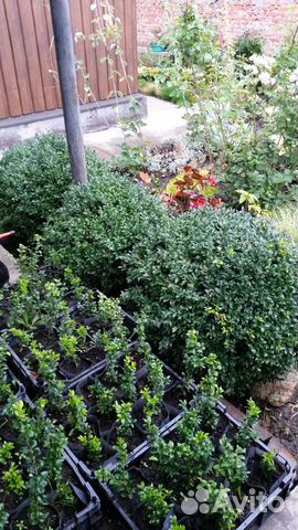 Саженцы самшита