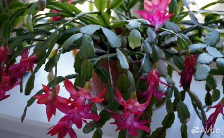 Декабрист, аглаонема