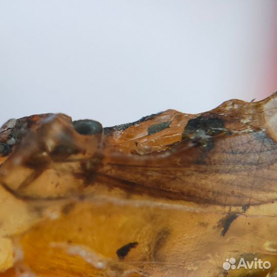 Инклюз - 2 моли и древесина / Окаменелости