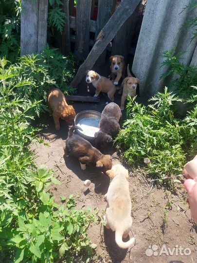 Щенки в добрые руки