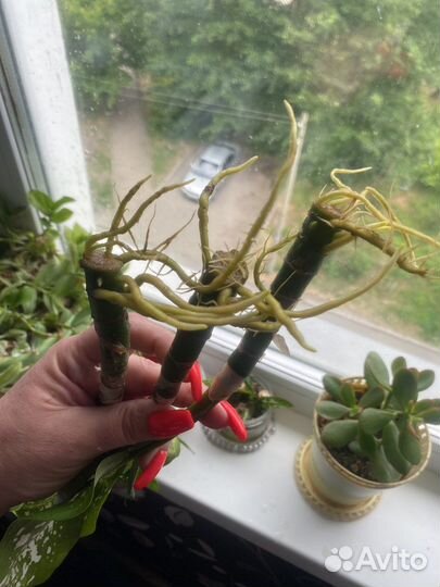 Диффенбахия