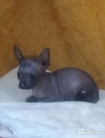 Голый мини парень