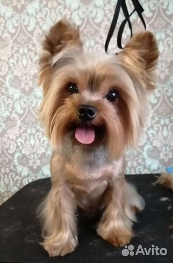 Груминг для собак