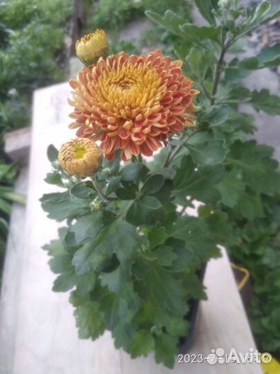 Садовые цветы и растения. Хризантема и Примула