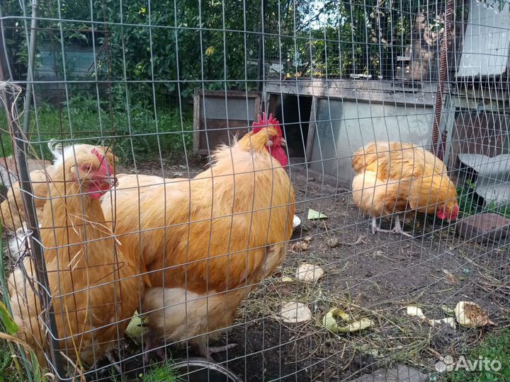 Семьи кур уток павловские, орпингтон, араукан