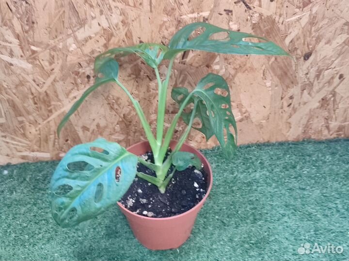 Филодендрон Монстера манки мэск