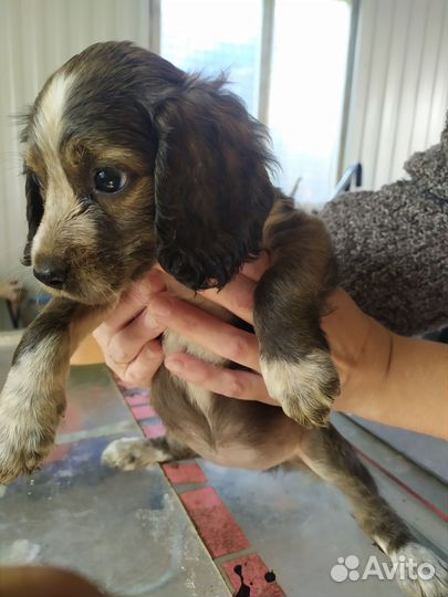 Щенки спаниеля