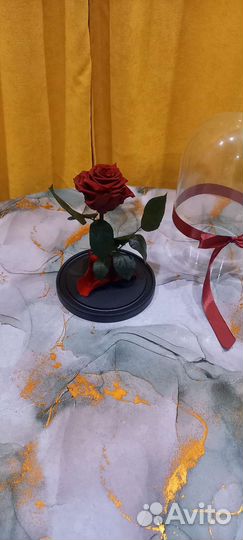 Живая роза в колбе