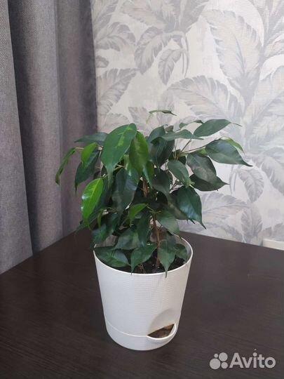 Комнатные растения