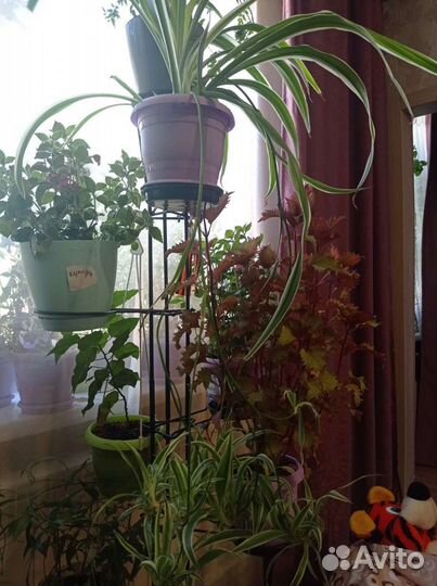 Хлорофитум