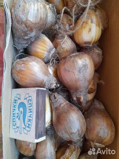 Луковицы нарциссов