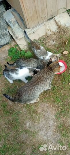Кошка и 4 котенка-малыша очень ждут добрый руки