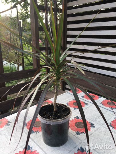 Драцена, укорененные черенки