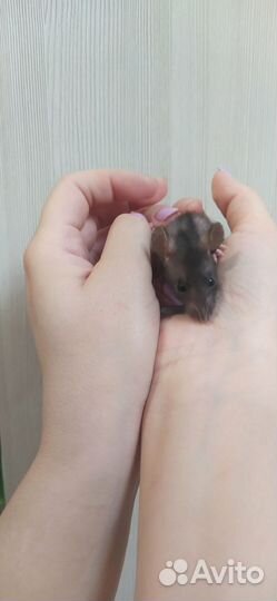 Крыса дамбо сфинкс