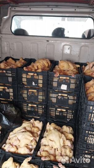 Мясо домашней птицы