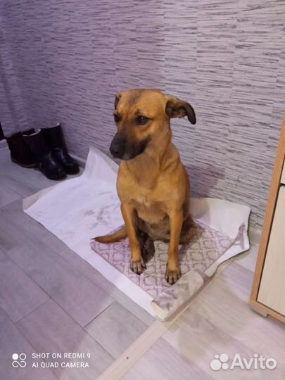 Собака в добрые руки