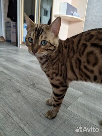 Бенгальский котик