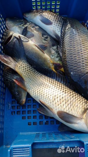 Рыба рыбалка