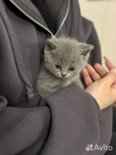 Британские котята