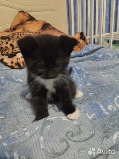 Котёнок девочка меньше месяца в добрые руки