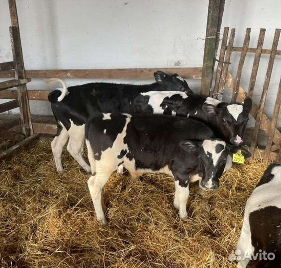 Телята бычки