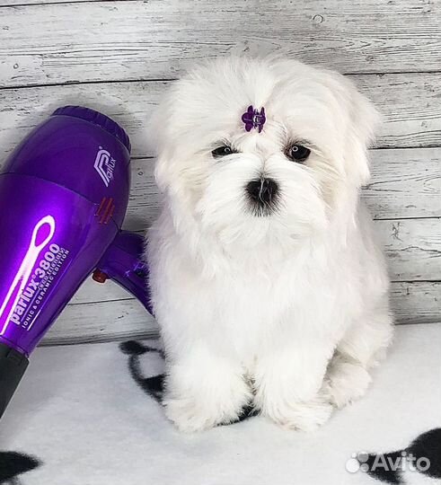 Продажа щенков Мальтийской болонки