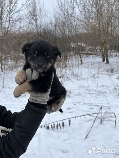 Пухляши в добрые руки