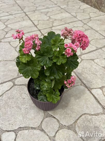 Пеларгония герань