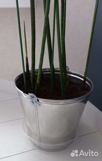 Сансевиерия цилиндрика