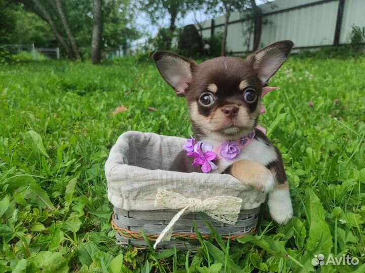 Щенки Чихуахуа. Лиловый и шоколад